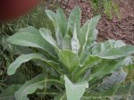 Verbasco a foglie larghe